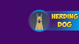 Herding Dog